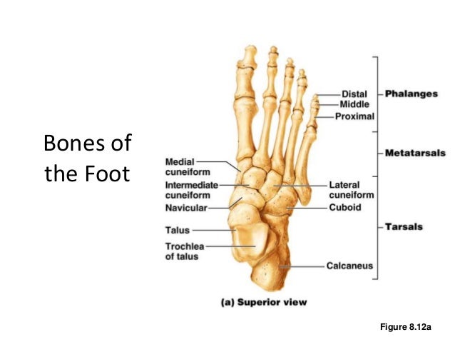 Bones of Lower Limb (Human Anatomy)