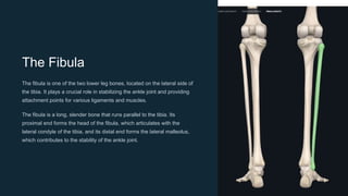 Bones of pelvic girdle and lower limb ppt | PPTX | Death, Injury, or ...