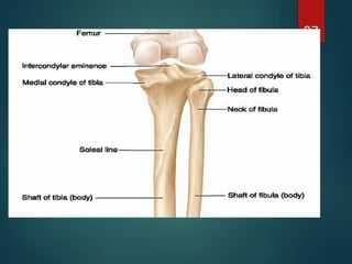 Good Limbs BONES OF LOWER LIMB good anatomy notes .pptx