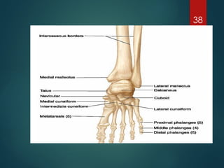 Good Limbs BONES OF LOWER LIMB good anatomy notes .pptx