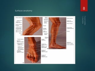 Good Limbs BONES OF LOWER LIMB good anatomy notes .pptx