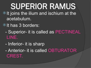 Sharp Ramus BONES OF LOWER LIMB. Hipbone and other lower bone | PPT