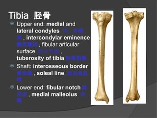 BONES OF LOWER LIMB. Hipbone and other lower bone | PPT