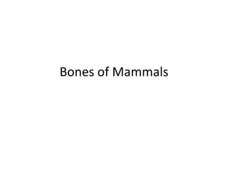 Bones of Mammals
 