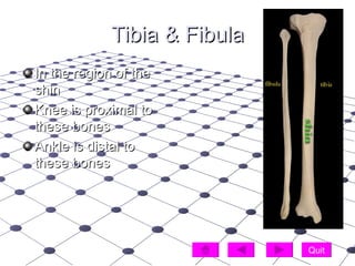 Bones Of The Body | PPT