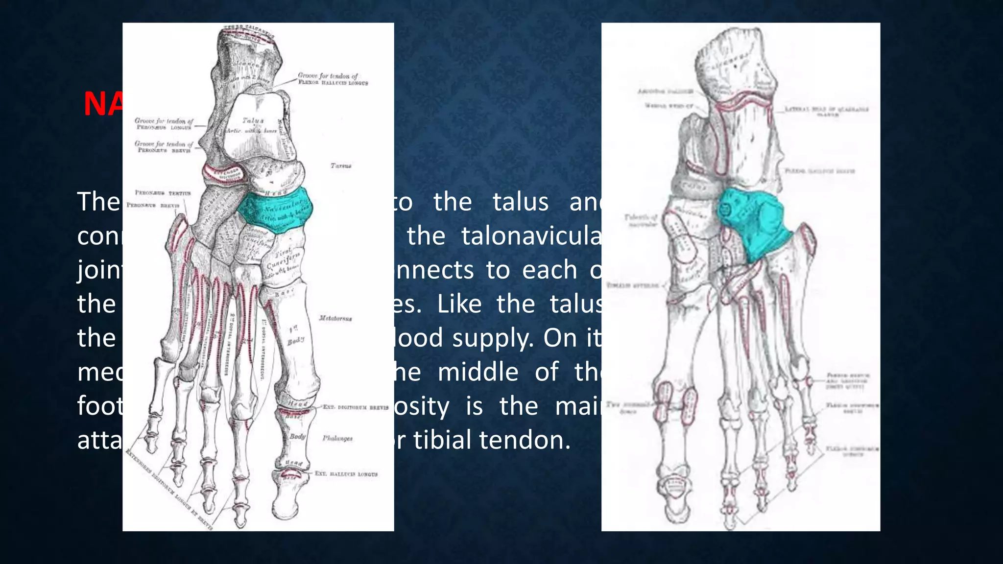 (Orthopedics) The mechanics of the bones of the feet (with notes in ...