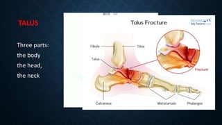 (Orthopedics) The mechanics of the bones of the feet (with notes in ...