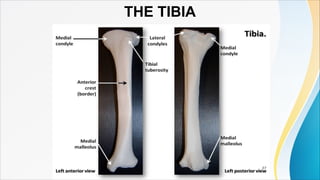 BONES OF THE LOWER LIMB PDF for students | PDF