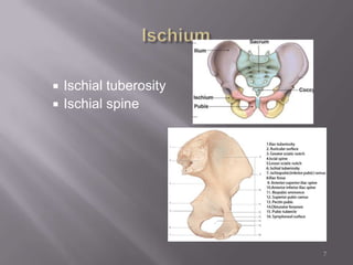 Bones of the pelvic girdle | PPTX