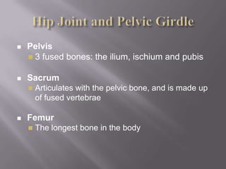 Pelvic girdle, Femur, Sacroiliac joint and Hip Joint