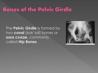 The Pelvic Girdle is formed by
two coxal (kok’sal) bones or
ossa coxae, commonly
called Hip Bones
 
