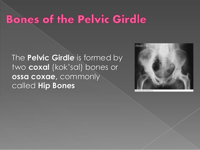Bones of the pelvic girdle