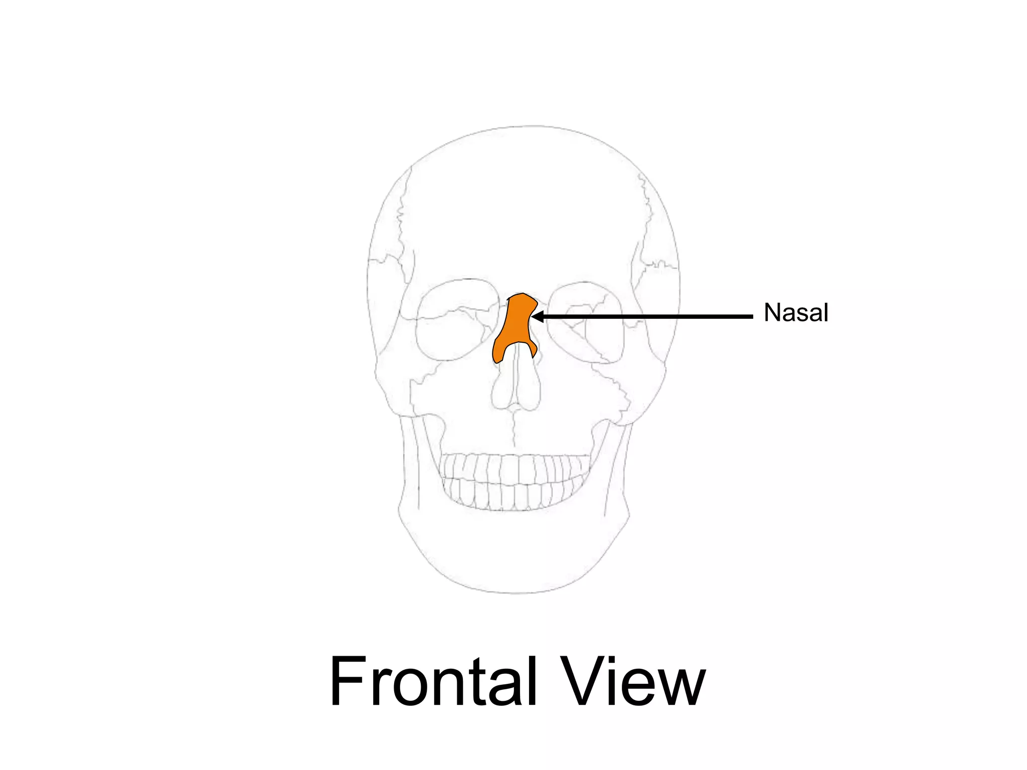 Nasal
Frontal View
 