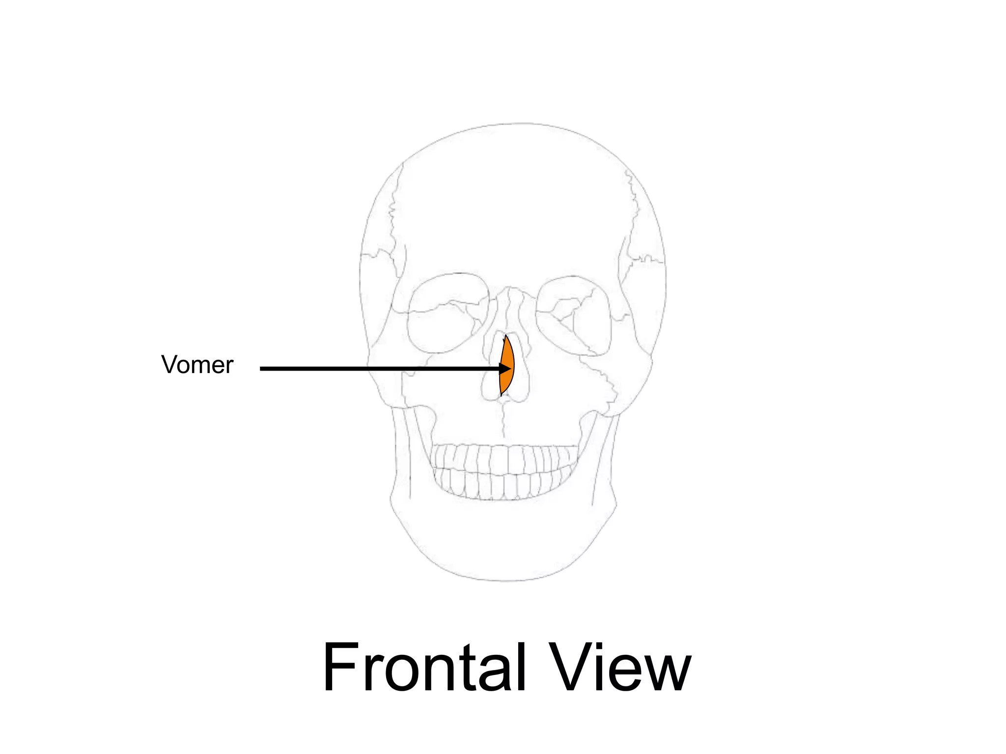 Vomer
Frontal View
 