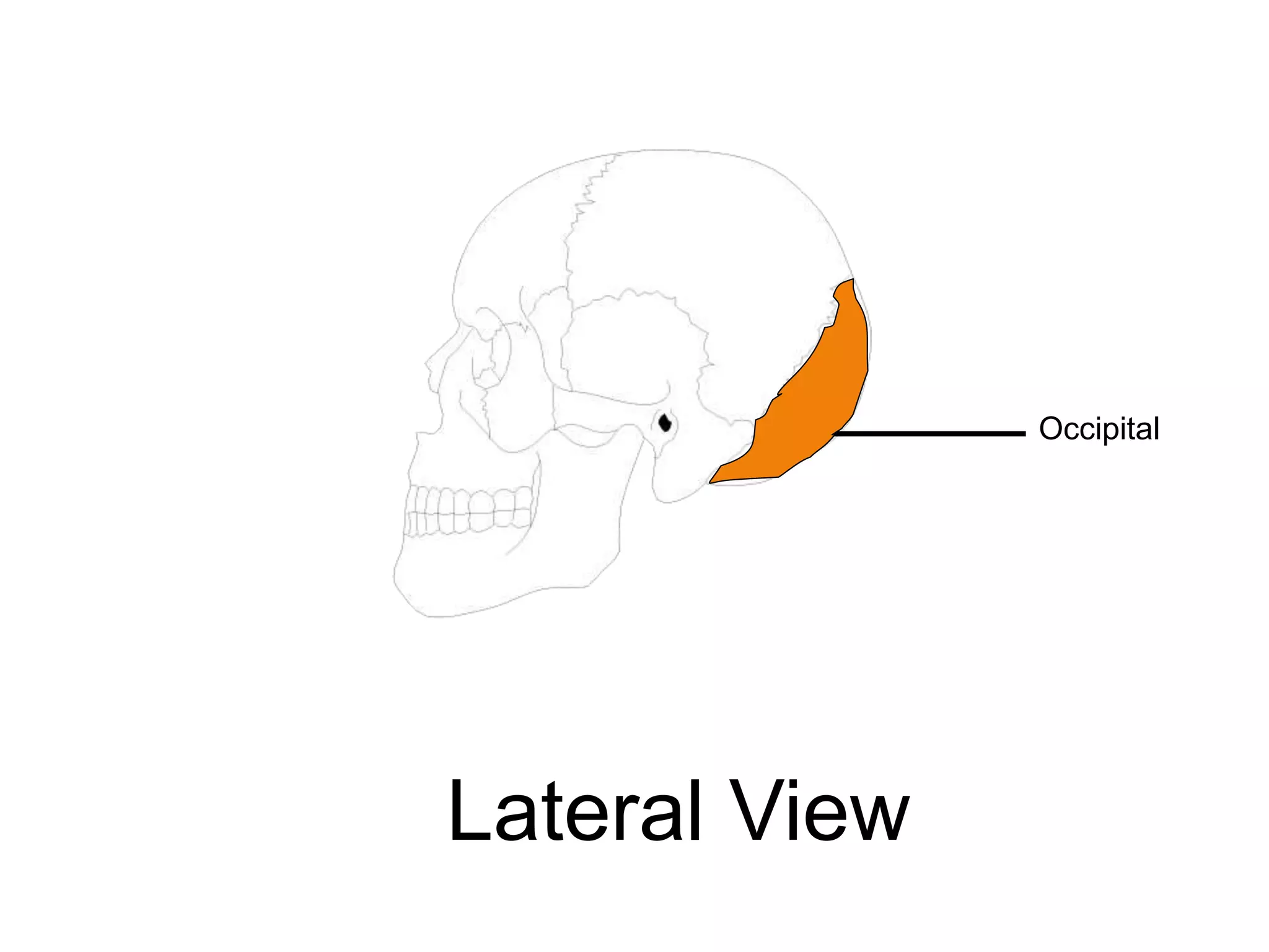 Occipital
Lateral View
 