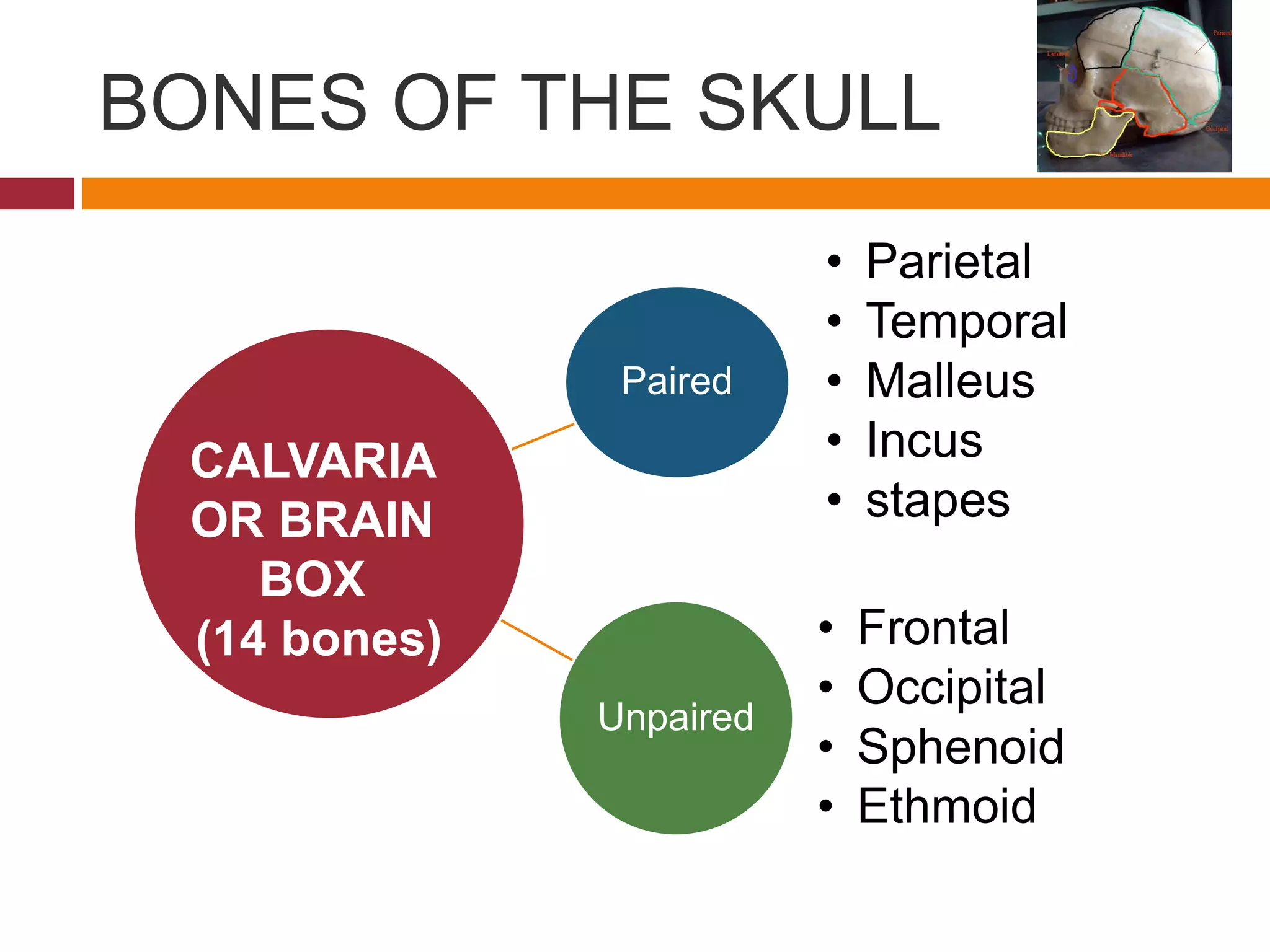 BONES OF THE SKULL
Paired
• Parietal
• Temporal
• Malleus
• Incus
• stapes
Unpaired
• Frontal
• Occipital
• Sphenoid
• Ethmoid
CALVARIA
OR BRAIN
BOX
(14 bones)
 