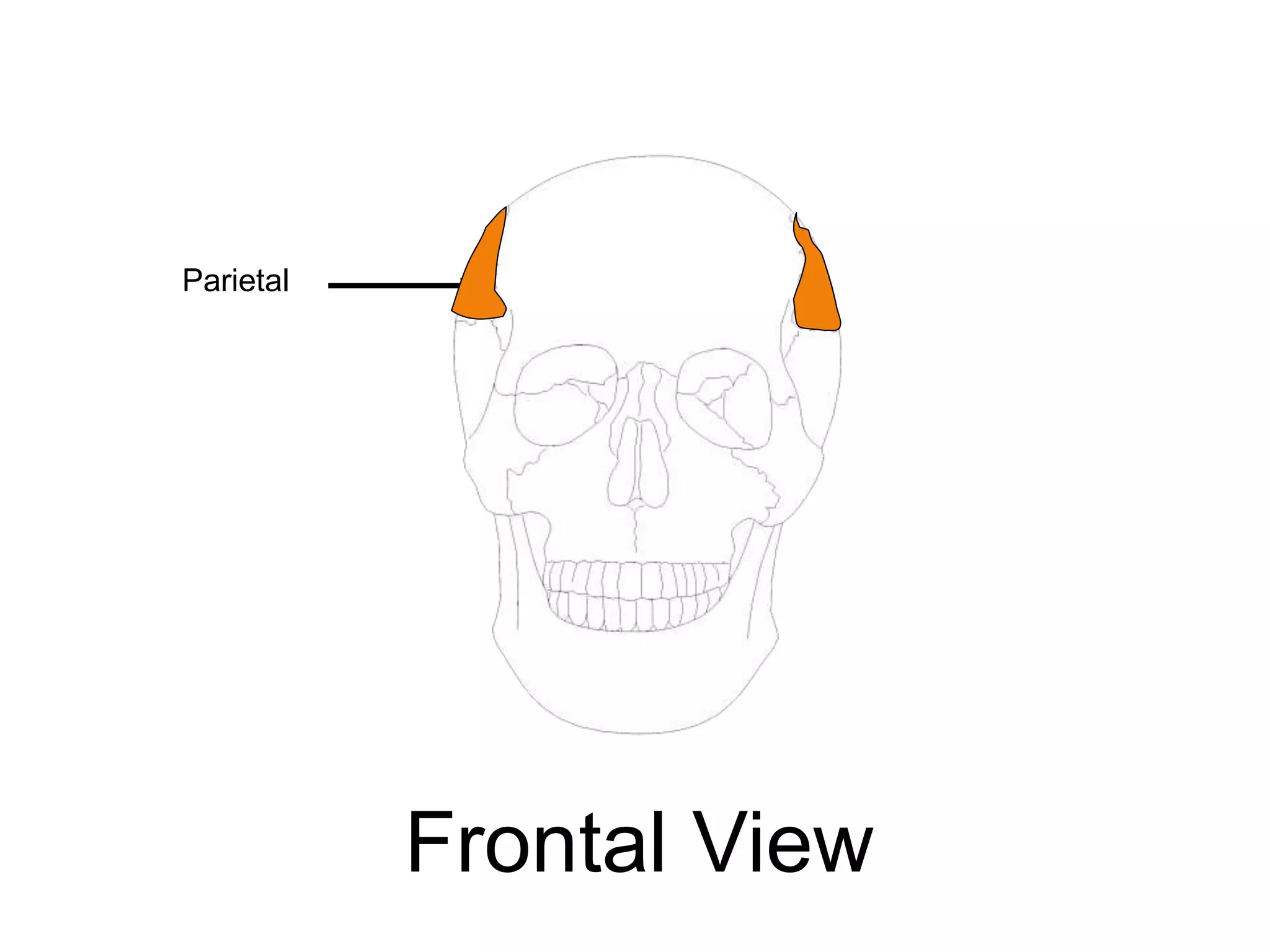 Parietal
Frontal View
 