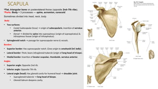OSTEOLOGY OF HUMAN BODY,BONES OF UPPER LIMB AND LOWER LIMB. | PPTX