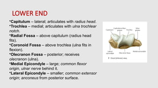 Human body,BONES OF upper limb and lower limb | PPTX