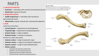 Conoid Ridge Human body,BONES OF upper limb and lower limb | PPTX