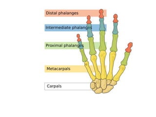Bones Of Upper Limb