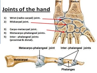 Bones Of Upper Limb