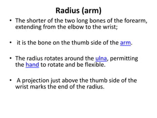 Radius (arm)
• The shorter of the two long bones of the forearm,
  extending from the elbow to the wrist;

• it is the bone on the thumb side of the arm.

• The radius rotates around the ulna, permitting
  the hand to rotate and be flexible.

• A projection just above the thumb side of the
  wrist marks the end of the radius.
 
