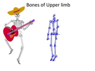Bones of Upper limb
 
