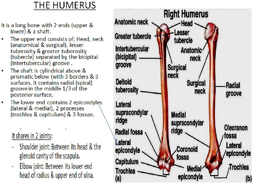 Bones Of Upper Limb