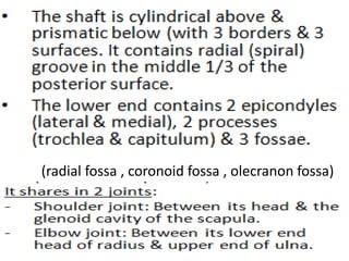 (radial fossa , coronoid fossa , olecranon fossa)
 