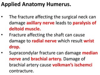 Applied Anatomy Humerus.
• The fracture affecting the surgical neck can
damage axillary nerve leads to paralysis of
deltoid muscle.
• Fracture affecting the shaft can cause
damage to radial nerve which result wrist
drop.
• Supracondylar fracture can damage median
nerve and brachial artery. Damage of
brachial artery cause volkman’s ischemci
contracture.
 