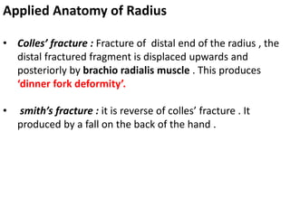 Applied Anatomy of Radius
• Colles’ fracture : Fracture of distal end of the radius , the
distal fractured fragment is displaced upwards and
posteriorly by brachio radialis muscle . This produces
‘dinner fork deformity’.
• smith’s fracture : it is reverse of colles’ fracture . It
produced by a fall on the back of the hand .
 