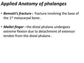 Applied Anatomy of phalanges
• Bennett’s fracture : fracture involving the base of
the 1st metacarpal bone .
• Mallet finger : the distal phalanx undergoes
extreme flexion due to detachment of extensor
tendon from the distal phalanx .
 