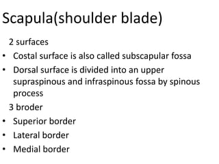 Scapula(shoulder blade)
2 surfaces
• Costal surface is also called subscapular fossa
• Dorsal surface is divided into an upper
supraspinous and infraspinous fossa by spinous
process
3 broder
• Superior border
• Lateral border
• Medial border
 
