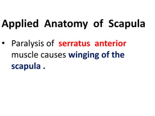 Applied Anatomy of Scapula
• Paralysis of serratus anterior
muscle causes winging of the
scapula .
 
