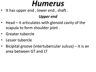 Humerus
• It has upper end , lower end , shaft .
Upper end
• Head – it articulates with glenoid cavity of the
scapula to form shoulder joint .
• Greater tubercle
• Lesser tubercle
• Bicipital groove (intertubercular sulcus) – it is an
area between GT and LT
 