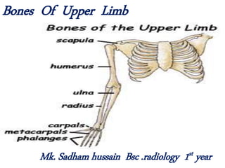 Bones Of Upper Limb
Mk. Sadham hussain Bsc .radiology 1st year
 