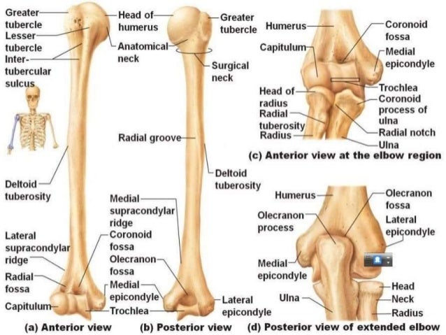 bones of Upper limbs and anatomy of upper limbs