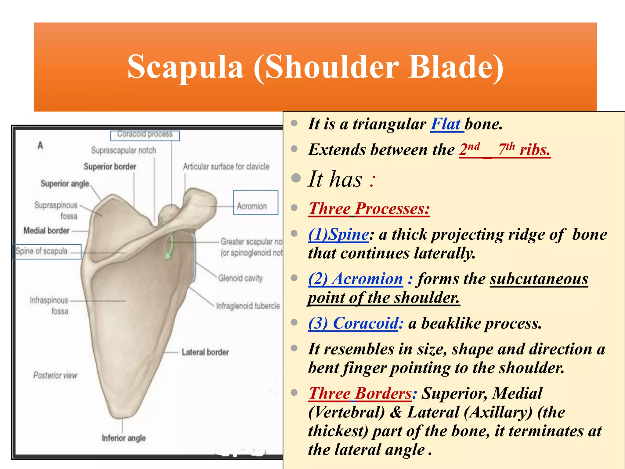 Bones of upper limb, By Nida Manzoor.pptx
