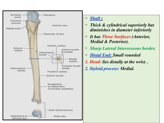 Distal Processes Bones of upper limb, By Nida Manzoor.pptx