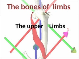 Comprehensive Anatomy of the Upper Limb Bones and Joints | PPT