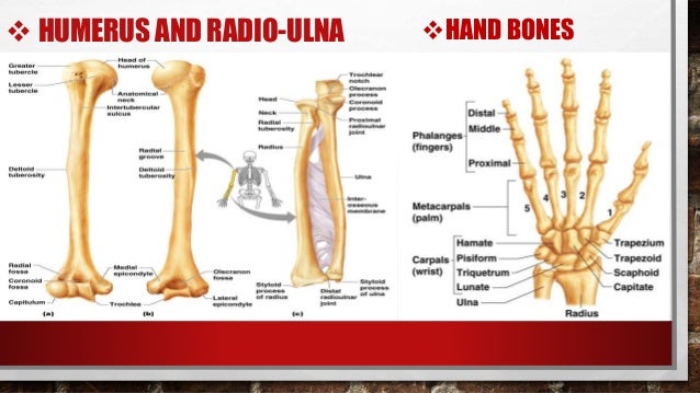 Bones of upper limbs & amp; radiographic terminology