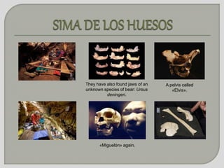 They have also found jaws of an 
unknown species of bear: Ursus 
deningeri. 
«Miguelón» again. 
A pelvis called 
«Elvis». 
 
