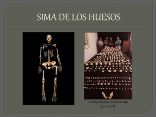 All the fossils found in the 
Bones Pit. 
 