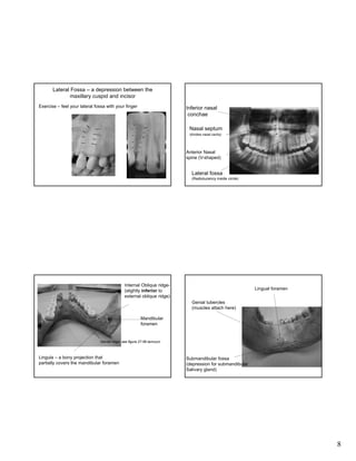 Lateral Fossa – a depression between the
maxillary cuspid and incisor
Exercise – feel your lateral fossa with your finger

Inferior nasal
conchae
Nasal septum
(divides nasal cavity)

Anterior Nasal
spine (V-shaped)

Lateral fossa
(Radiolucency inside circle)

Internal Oblique ridge(slightly inferior to
external oblique ridge)

Lingual foramen
Genial tubercles
(muscles attach here)

Mandibular
foramen

Mental ridge- see figure 27-56 Iannucci

Lingula – a bony projection that
partially covers the mandibular foramen

Submandibular fossa
(depression for submandibular
Salivary gland)

8

 