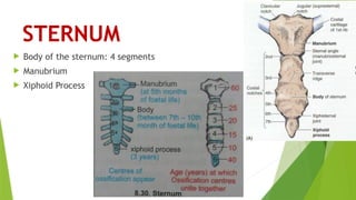 STERNUM
 Body of the sternum: 4 segments
 Manubrium
 Xiphoid Process
 