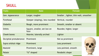 SKULL
Traits Male Female
Gen. Appearance Larger, rougher Smaller , lighter, thin wall, smoother
Forehead Steeper (sloping), less rounded Vertical, rounder
Glabella Rough, more prominent Smooth, smaller or absent
Orbits Square, smaller, set low on
face
Rounder, higher, larger
Cheek bones Heavier, laterally arched Lighter
Occipital protuberance Prominent Not so prominent
Supra orbital ridge Prominent Less prominent
Mastoid Prominent, large Less pointed, smooth
Palate “U” shaped Parabolic shape
 