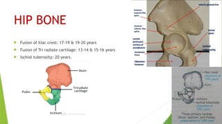 HIP BONE
 Fusion of Iliac crest: 17-19 & 19-20 years
 Fusion of Tri radiate cartilage: 13-14 & 15-16 years
 Ischial tuberosity: 20 years.
 