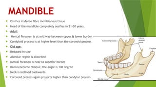 MANDIBLE
 Ossifies in dense fibro membranous tissue
 Head of the mandible completely ossifies in 21-30 years.
 Adult
 Mental Foramen is at mid way between upper & lower border
 Condyloid process is at higher level than the coronoid process
 Old age:
 Reduced in size
 Alveolar region is absorbed
 Mental foramen is near to superior border
 Ramus become oblique, the angle is 140 degree
 Neck is inclined backwards.
 Coronoid process again projects higher than condylar process.
 
