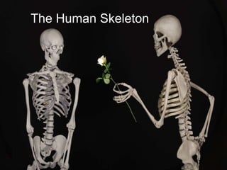 The Human Skeleton
 